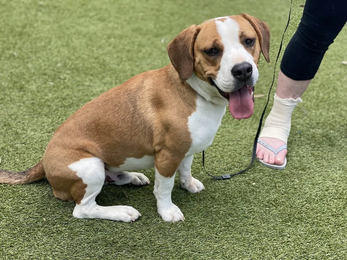 Staffy beagle best sale mix